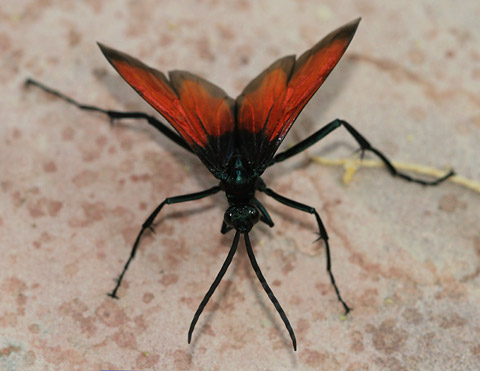 tarantula wasp